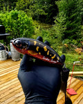 Lindva Bigtail